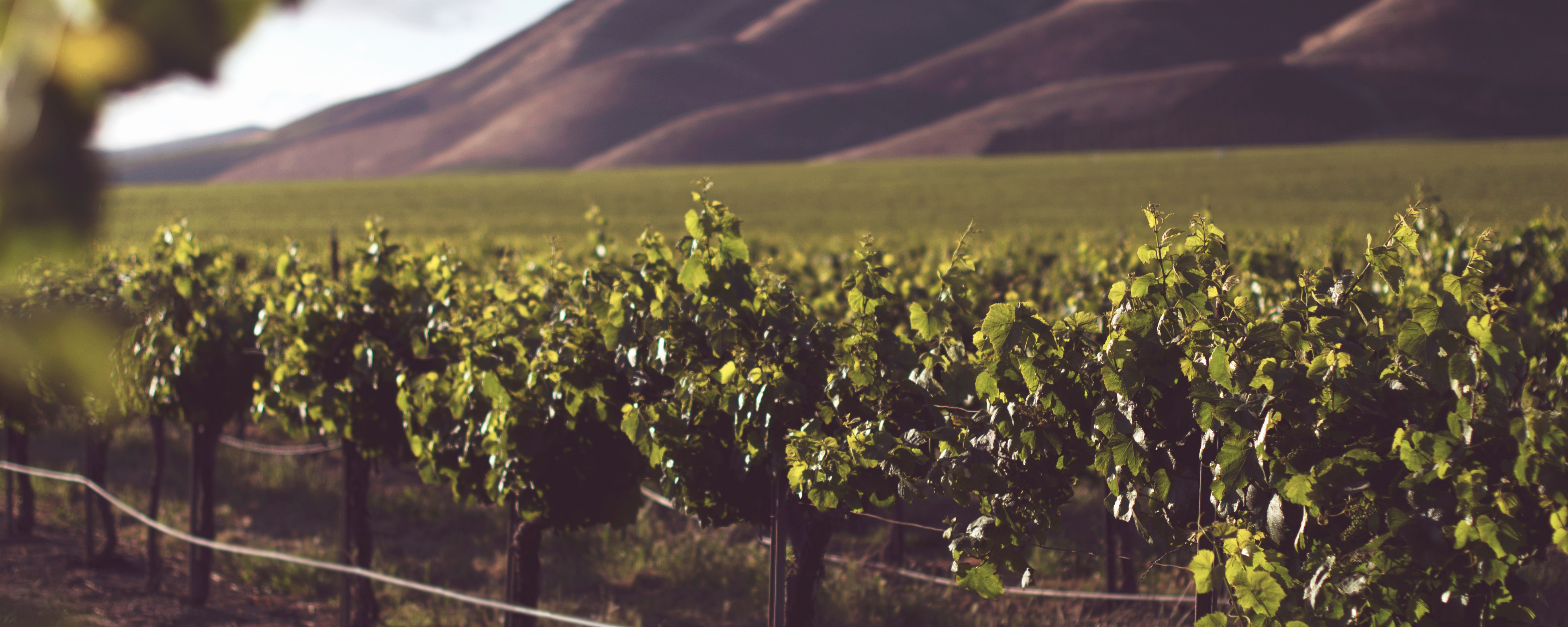 Wine vineyard and hill scenery